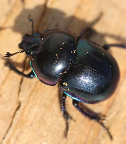 Réf. 348 811 : Trypocopris pyrenaeus
