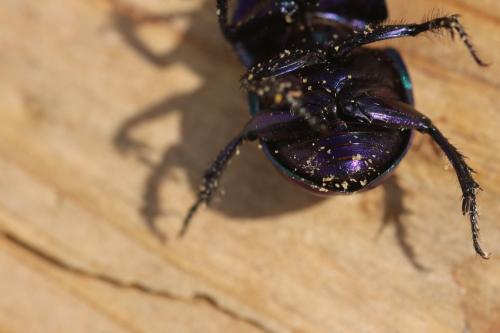 Réf. 348 872 : Trypocopris pyrenaeus