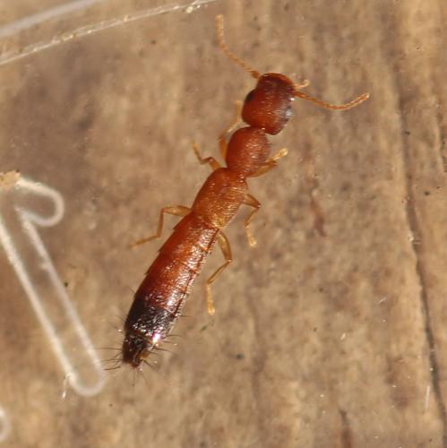 Réf. 348 848 : Astenus sp.