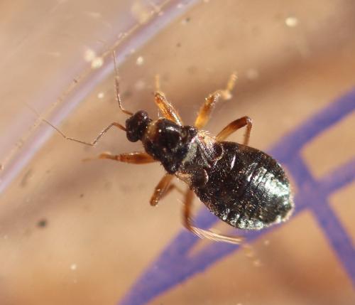 Réf. 348 890 : Alloeorhynchus flavipes