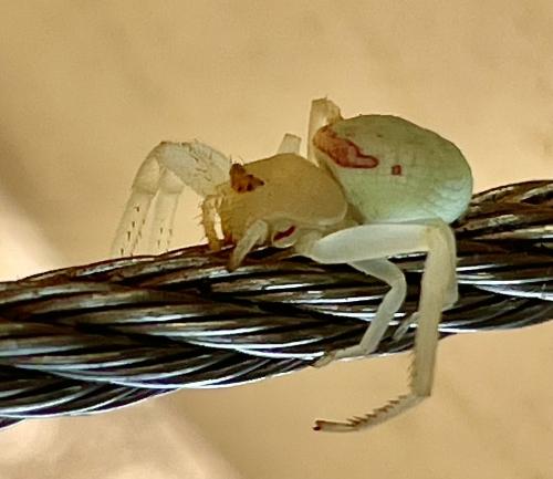 Misumena sp.