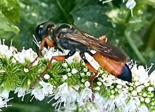 Réf. 348 680 : Sphex funerarius