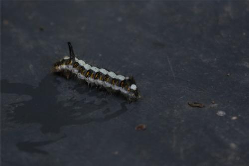 Réf. 348 281 : Acronicta psi