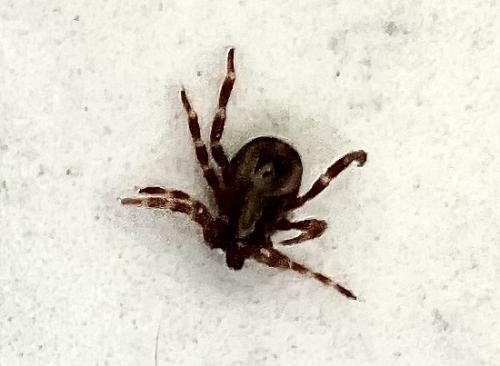 Réf. 348 845 : Hyalomma marginatum