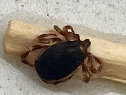 Hyalomma marginatum