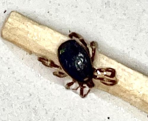 Réf. 348 844 : Hyalomma marginatum
