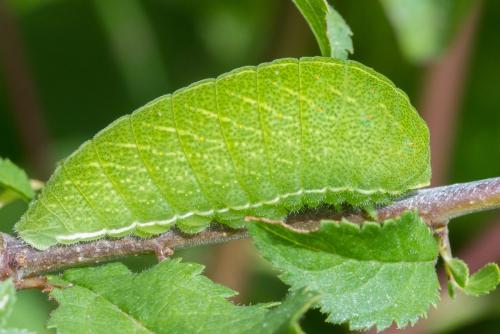 Réf. 348 136 : Iphiclides podalirius