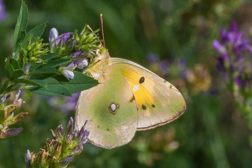 Colias croceus