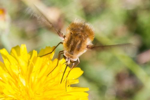Réf. 348 322 : Bombyliini inconnu