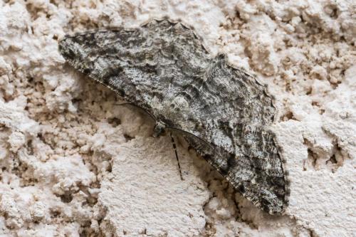 Réf. 348 353 : Peribatodes rhomboidaria