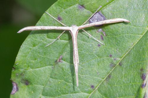 Emmelina monodactyla