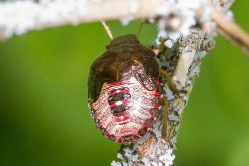 Peribalus strictus