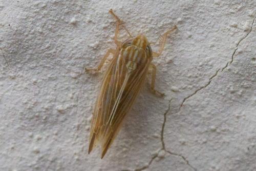 Réf. 348 637 : Mocydia crocea