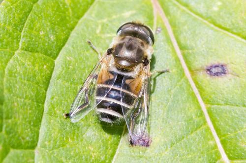 Réf. 348 828 : Eristalis arbustorum