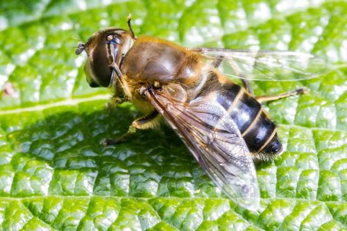 Réf. 348 840 : Eristalis similis