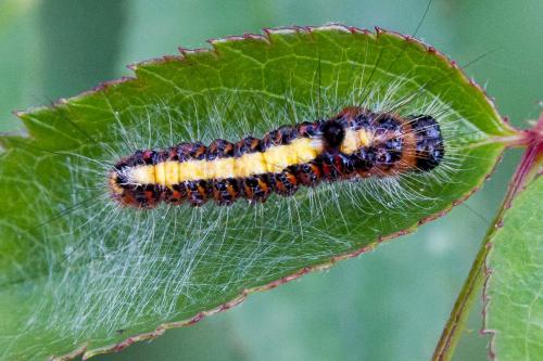 Réf. 348 831 : Acronicta psi