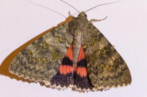 Réf. 348 901 : Catocala elocata