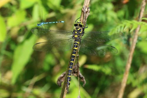 Cordulegaster boltonii