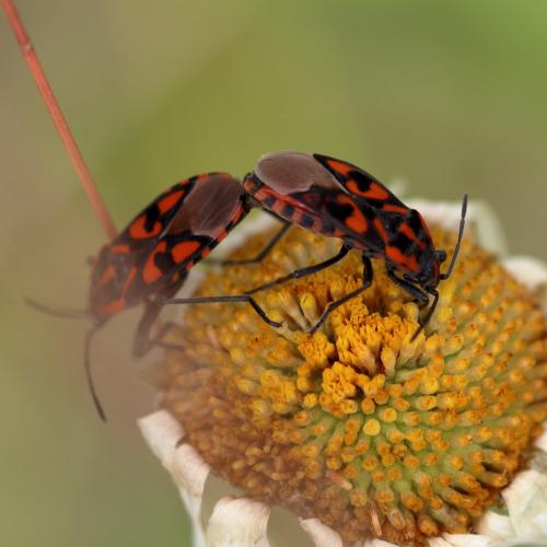 Réf. 348 877 : Spilostethus saxatilis