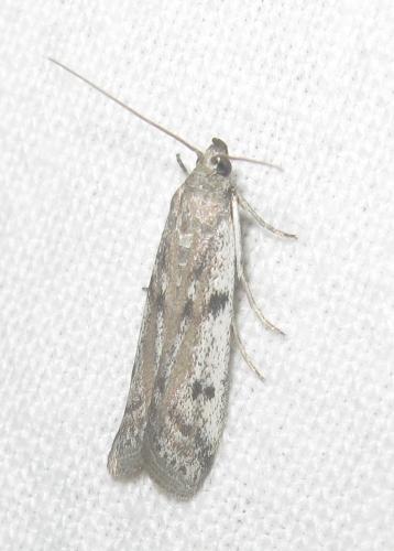 Phycitodes binaevella
