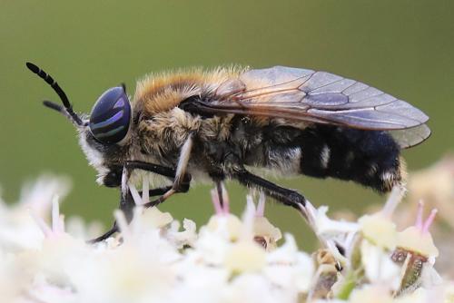 Heptatoma pellucens