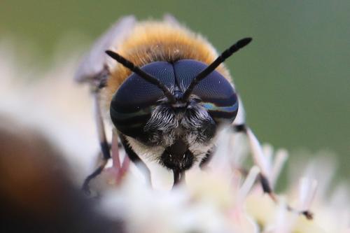 Heptatoma pellucens