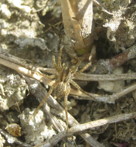 Pardosa nigriceps