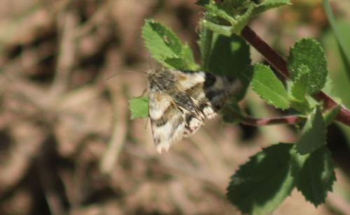 Réf. 348 066 : Heliothis ononis