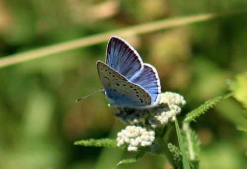 Polyommatus amandus