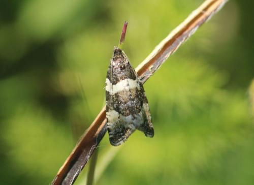 Phiaris bipunctana