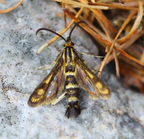 Chamaesphecia sp.