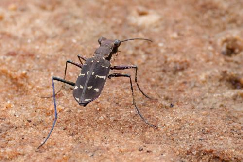 Hipparidium interruptum