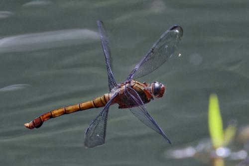 Orthetrum sp.