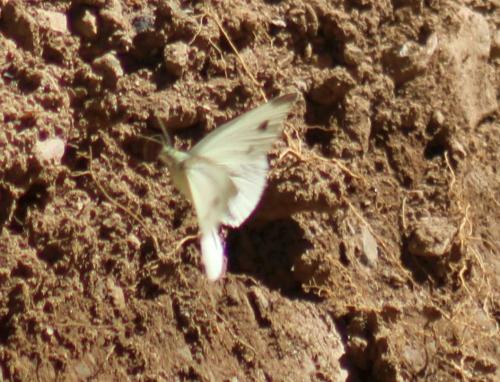 Réf. 348 606 : Pieris sp.