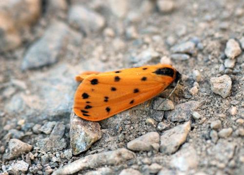 Réf. 348 608 : Setina aurita
