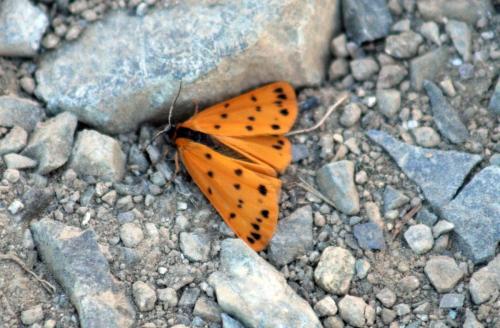 Réf. 348 609 : Setina aurita