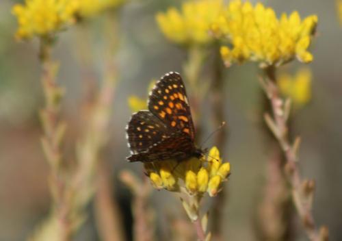 Melitaea diamina