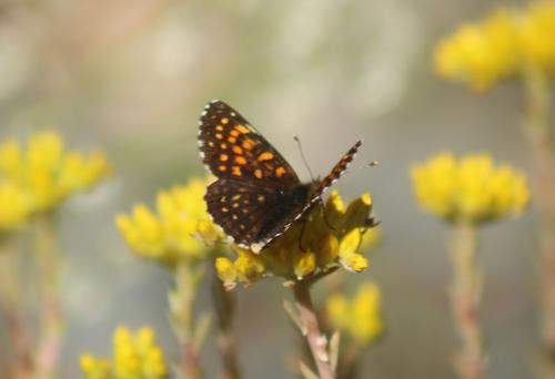 Melitaea diamina