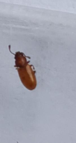 Ahasverus advena