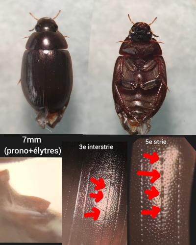 Réf. 348 292 : Hydrobius sp.