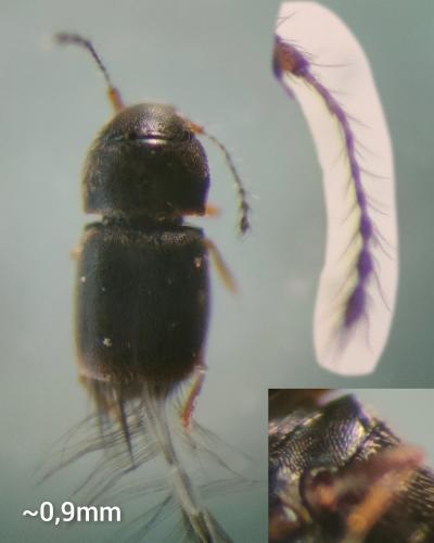 Smicrus filicornis