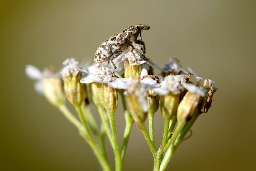 Cyphocleonus sp.