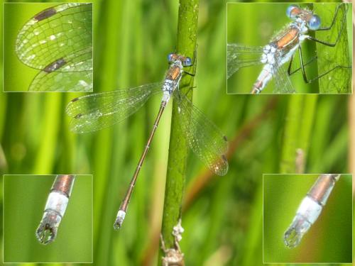 Lestes sponsa