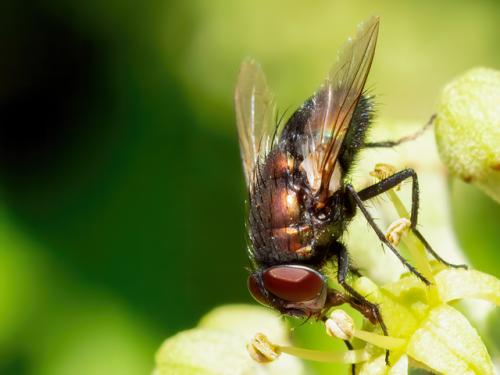 Réf. 348 888 : Lucilia sericata