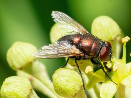 Réf. 348 889 : Lucilia sericata