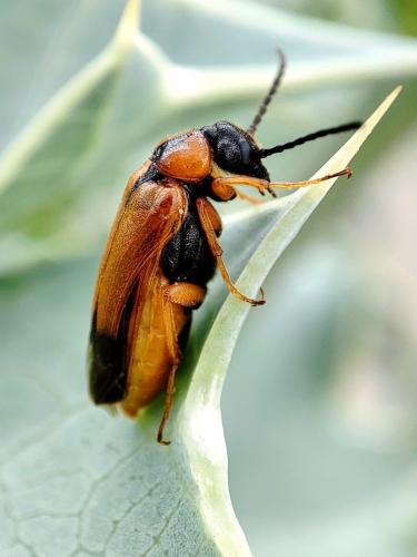 Stenoria apicalis