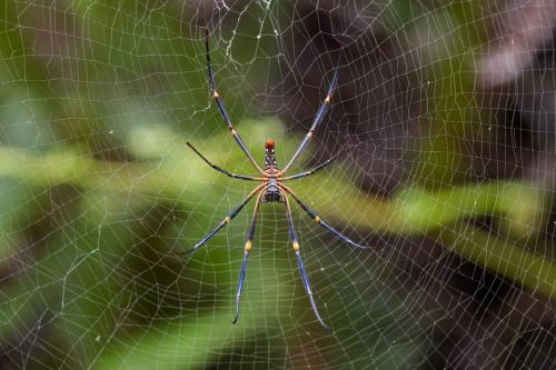 Réf. 348 186 : Nephila constricta