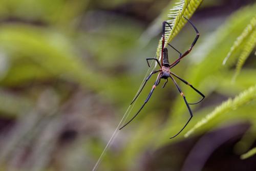 Réf. 348 185 : Nephila constricta