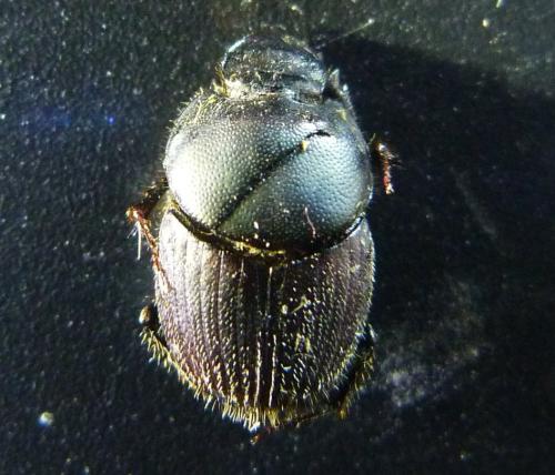 Onthophagus illyricus