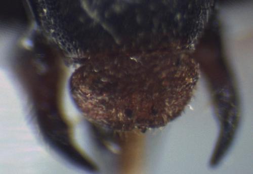 Réf. 348 397 : Epeolus cruciger